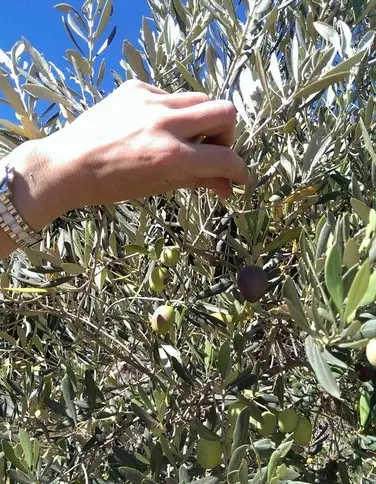 Olivenernte Olivenernte von Hand